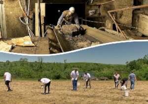Willow - a tree gives jobs to miners in Bosnia