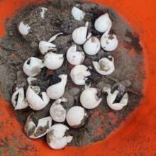 Turtles hatching