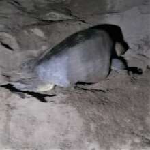 Mother turtle laying her eggs