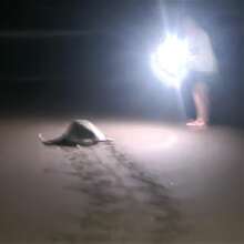 and returnng to the sea