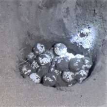 Here are the eggs we gathered
