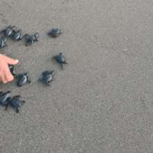 abd babies being released at sunset
