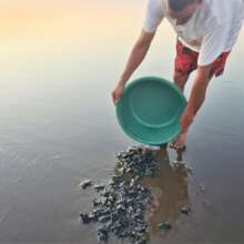 baby turtle release