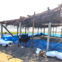 Turtle hatchery
