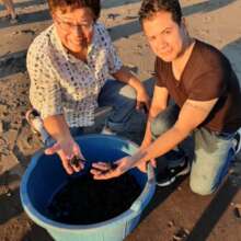Releasing turtles