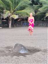 Turtle layng her eggs