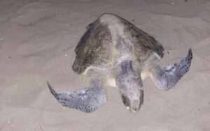 Olive Ridley Turtle laying eggs on our beach