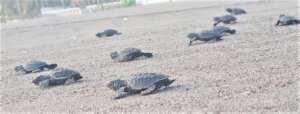 baby turtles
