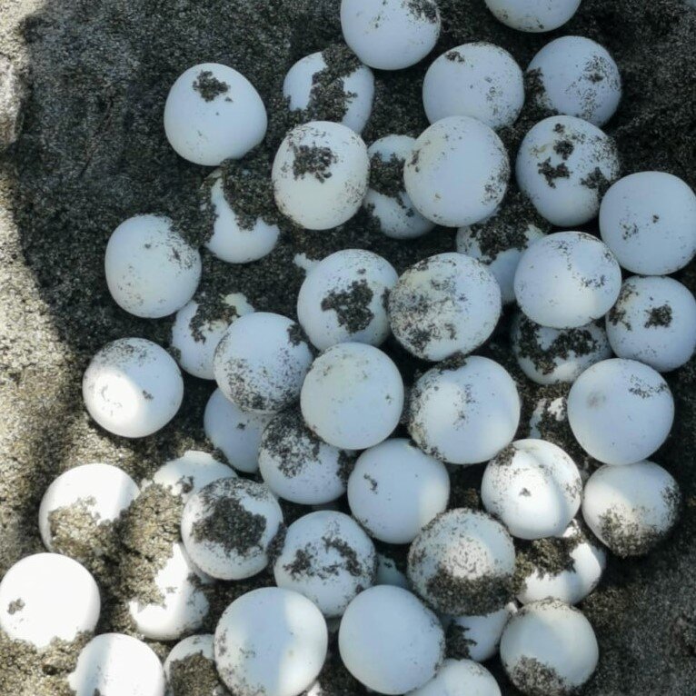 Saving Turtles in El Salvador - La Palapa Project
