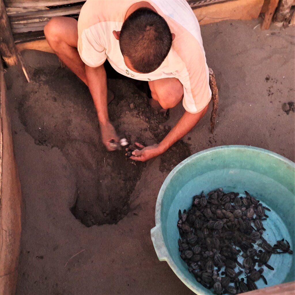 Saving Turtles in El Salvador - La Palapa Project