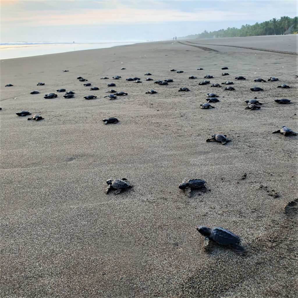 Saving Turtles in El Salvador - La Palapa Project