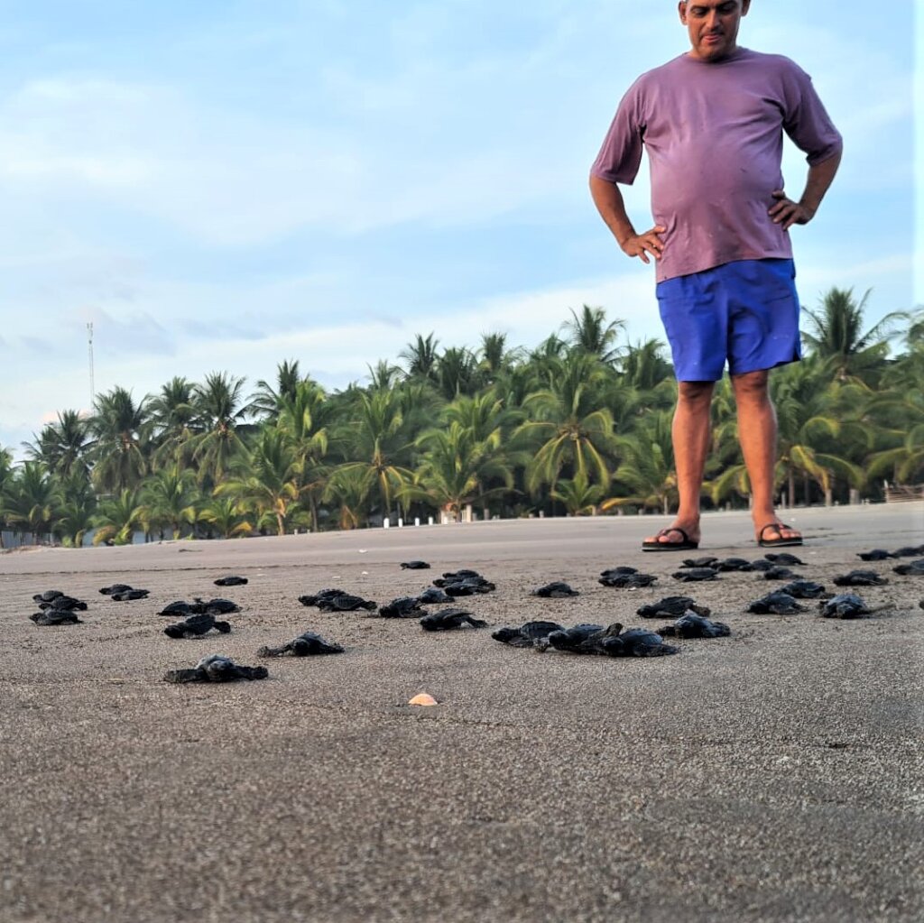 Saving Turtles in El Salvador - La Palapa Project