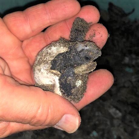 Saving Turtles in El Salvador - La Palapa Project