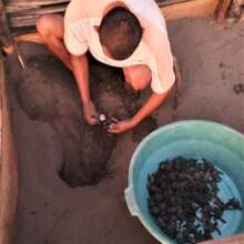 babies being scooped our after hatching