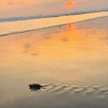 Turtles into the sea  good journey!