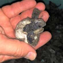 Baby turtle just hatching