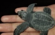 Saving Turtles in El Salvador - La Palapa Project