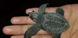 Saving Turtles in El Salvador - La Palapa Project