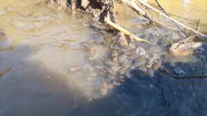 fish feeding in enabled stream