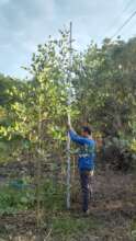 Measurement of mangrove plants