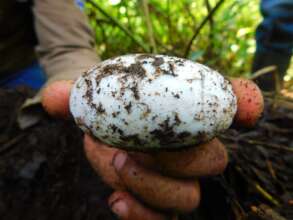 Alligator egg in restoration area