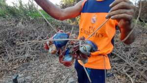 crabs caught in restoration area