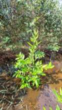 Black mangrove plants. Avicenia bicolor