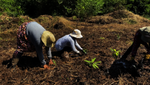 planting mangrove plants
