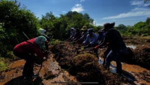removing weeds