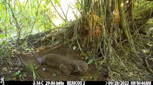 otter in restoration area