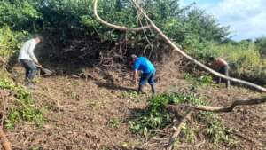 Weed cutting