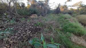 Mangrove plants planted
