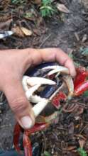 blue crab extracted from the restoration area