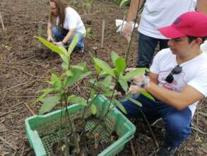 mangrove planting