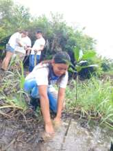 mangrove planting