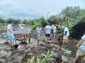 mangrove planting
