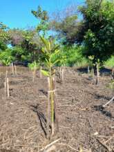 planted mangrove plants