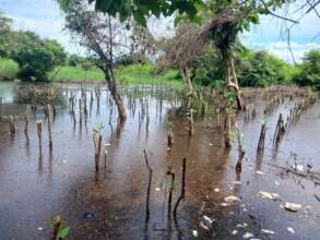 planted mangrove plants