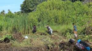 cutting weeds