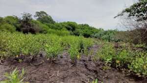 Plantas de mangle blanco