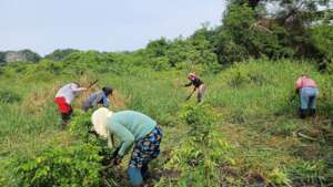 cutting weeds