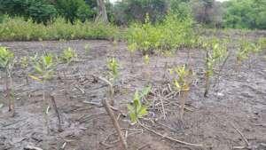 red mangrove plants