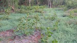 White mangrove plants