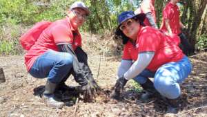 mangrove planting