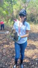 mangrove planting