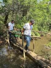 transfer of mangrove seedlings