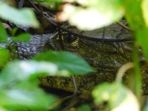 alligator in restoration area