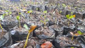 Germination of mangrove seedlings