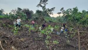 mangrove planting