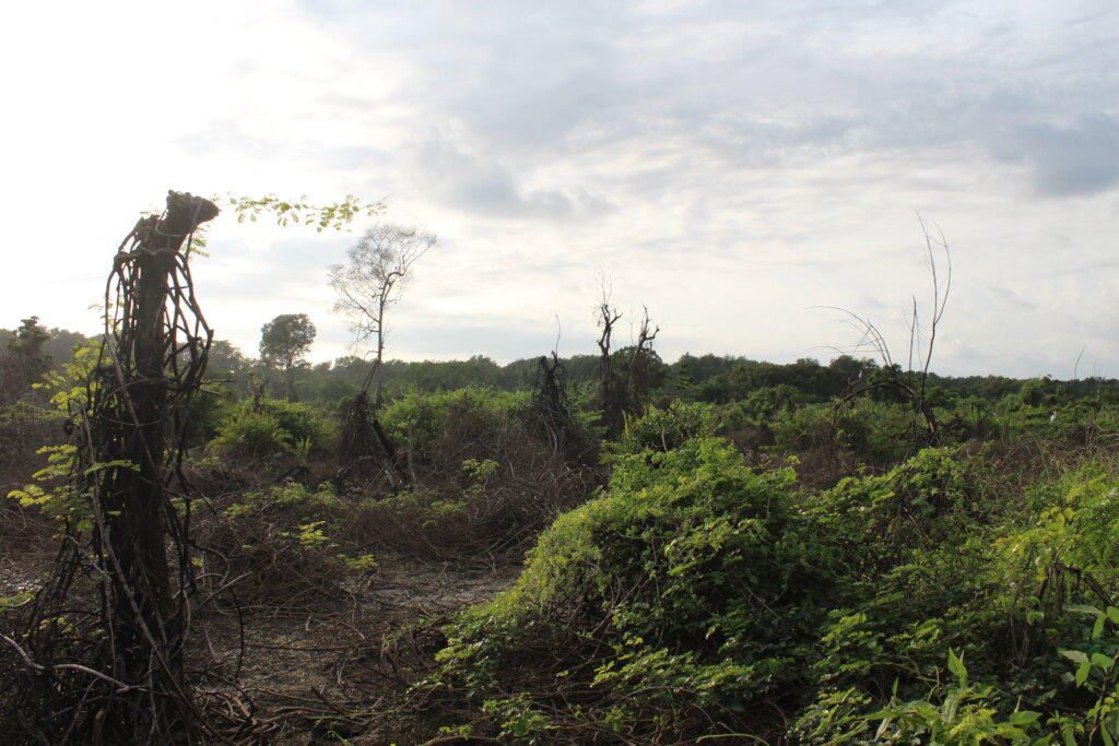 Women Restoring Life to the Mangroves